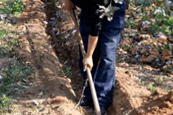 柿子树怎么种植，带土移栽并对根部覆盖稻草