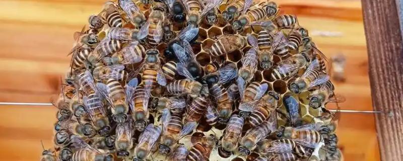 蜂王与工蜂有什么区别，形态、发育、食物和职能均不同