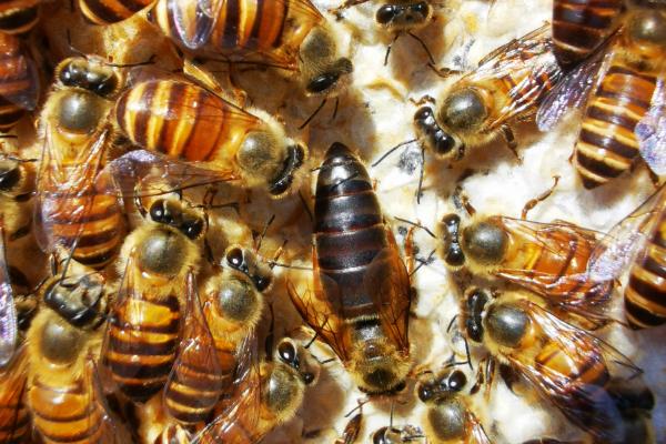 蜂王与工蜂有什么区别，形态、发育、食物和职能均不同