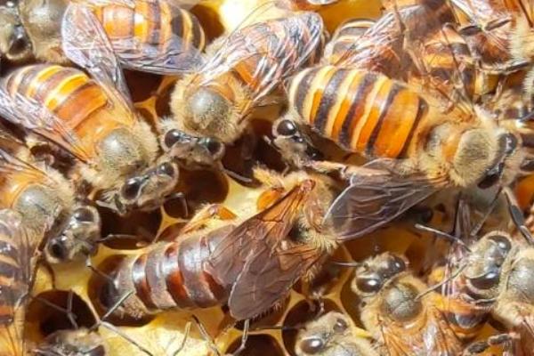 蜂王与工蜂有什么区别，形态、发育、食物和职能均不同