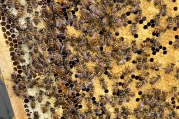 蜂王与工蜂有什么区别，形态、发育、食物和职能均不同