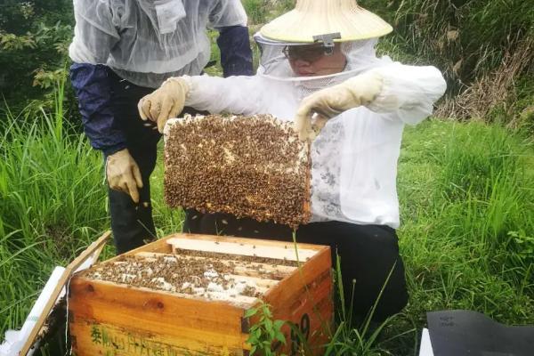 蜂王与工蜂有什么区别，形态、发育、食物和职能均不同