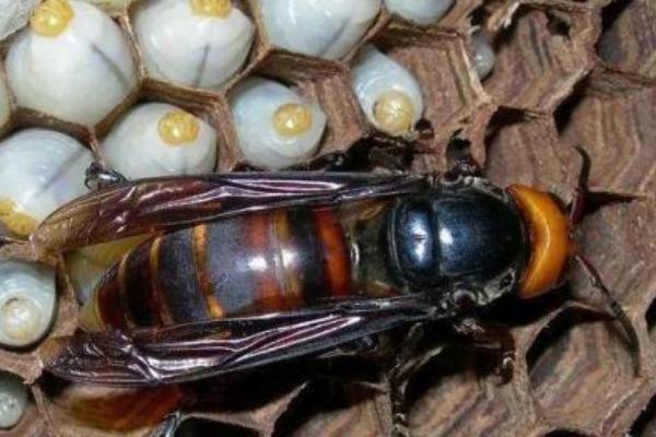 蜂王与工蜂有什么区别，形态、发育、食物和职能均不同