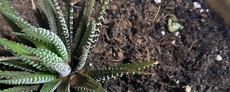 花盆里常见哪些害虫，蚧壳虫、红蜘蛛、蚜虫等种类时有发生