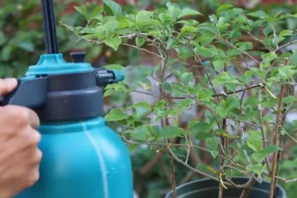 花盆里常见哪些害虫，蚧壳虫、红蜘蛛、蚜虫等种类时有发生