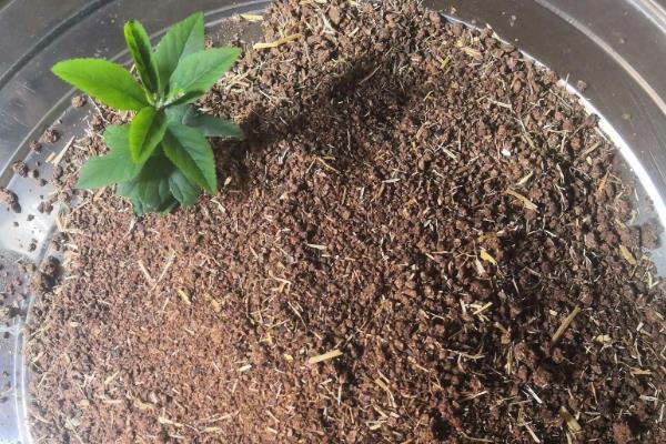 花盆里常见哪些害虫，蚧壳虫、红蜘蛛、蚜虫等种类时有发生