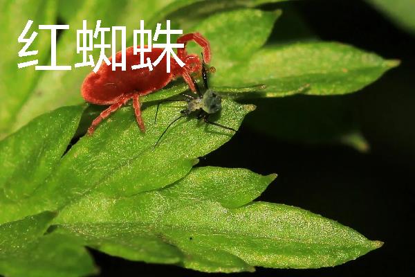 花盆里常见哪些害虫，蚧壳虫、红蜘蛛、蚜虫等种类时有发生