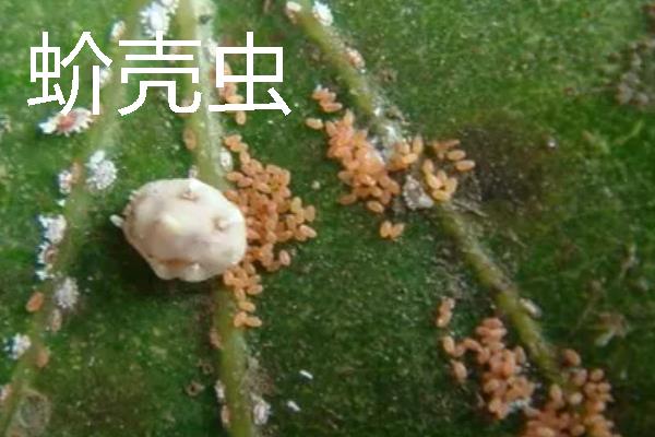 花盆里常见哪些害虫，蚧壳虫、红蜘蛛、蚜虫等种类时有发生