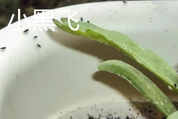 花盆里常见哪些害虫，蚧壳虫、红蜘蛛、蚜虫等种类时有发生