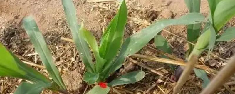 玉米拧芯怎么办，拔除有虫苗并销毁可减少蓟马为害