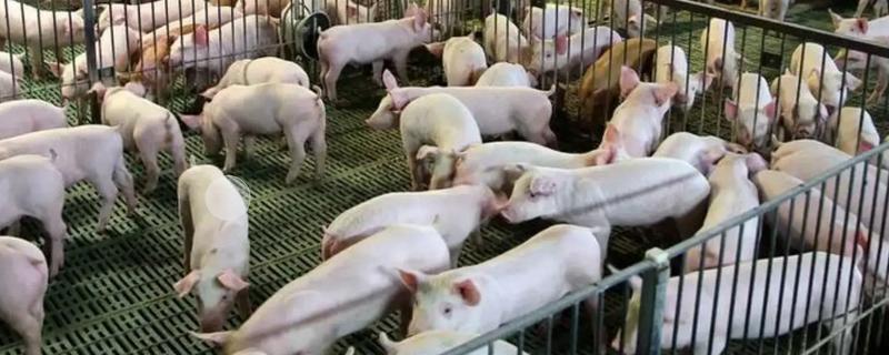 猪有哪些生活习性，采食时具有一定的竞争性