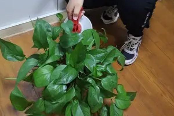 冬天怎么养绿萝，温度低的时候尽可能少开窗