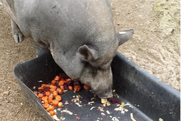 猪有哪些生活习性，采食时具有一定的竞争性