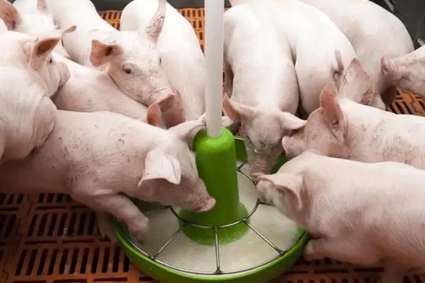 猪有哪些生活习性，采食时具有一定的竞争性