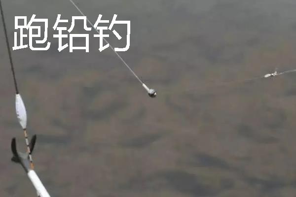 钓土鲮鱼怎么选择饵料，麸香型、腥味型、酒香型都适合使用