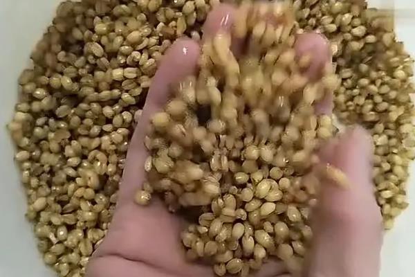 钓土鲮鱼怎么选择饵料，麸香型、腥味型、酒香型都适合使用