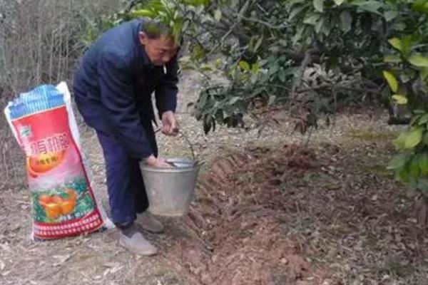 年桔该如何种植，栽植时要合理密植