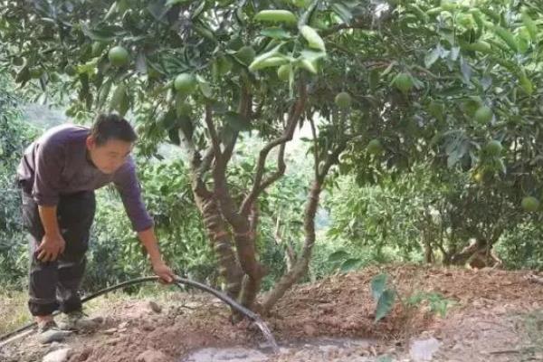 年桔该如何种植，栽植时要合理密植