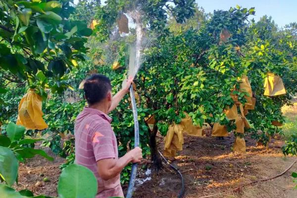 年桔该如何种植，栽植时要合理密植