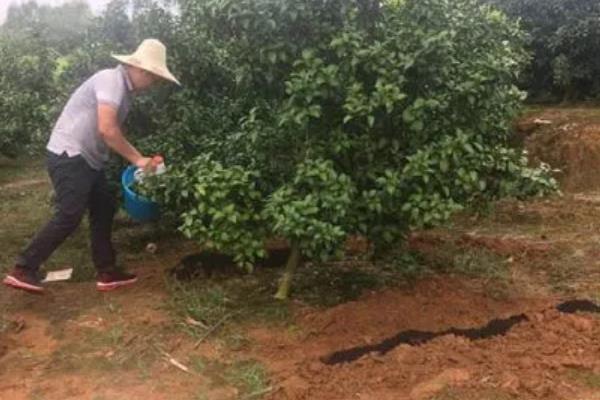 年桔该如何种植，栽植时要合理密植