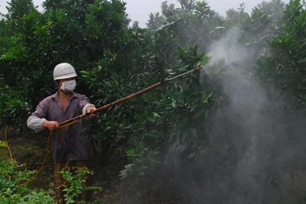 年桔该如何种植，栽植时要合理密植