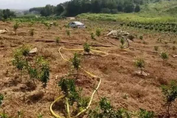 年桔该如何种植，栽植时要合理密植