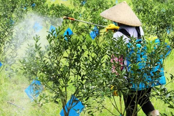 年桔该如何种植，栽植时要合理密植