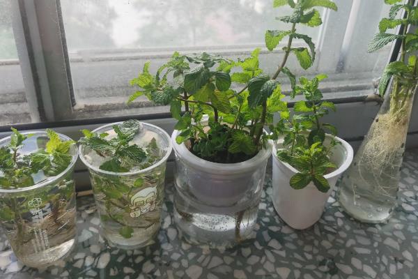 薄荷如何繁殖，可扦插也可分株繁殖