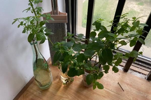 薄荷如何繁殖，可扦插也可分株繁殖