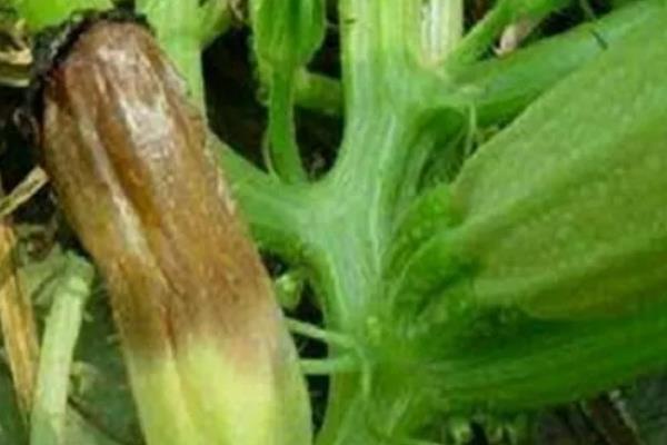 西葫芦长不大就烂掉的原因，一般是过度浇水、感染病害、施肥不当等因素所致