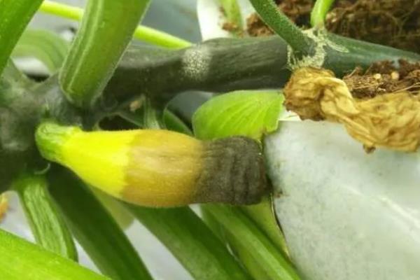 西葫芦长不大就烂掉的原因，一般是过度浇水、感染病害、施肥不当等因素所致