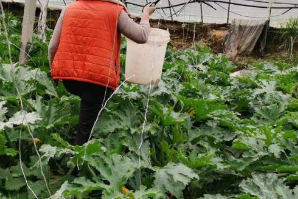 西葫芦长不大就烂掉的原因，一般是过度浇水、感染病害、施肥不当等因素所致