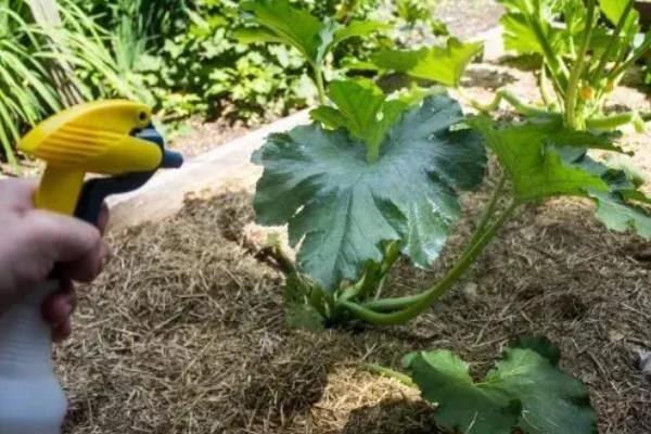 西葫芦长不大就烂掉的原因，一般是过度浇水、感染病害、施肥不当等因素所致