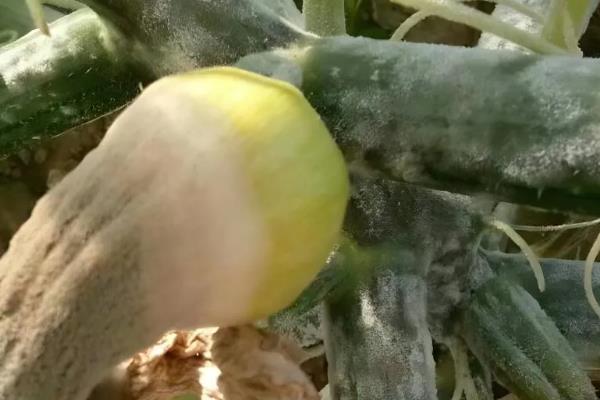 西葫芦长不大就烂掉的原因，一般是过度浇水、感染病害、施肥不当等因素所致