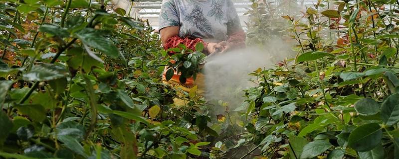 花卉的常用的杀菌剂，推荐三唑酮、百菌清等
