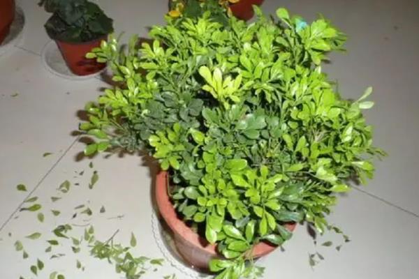 花卉的常用的杀菌剂，推荐三唑酮、百菌清等