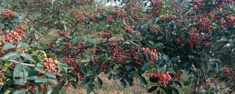 怎么种植花椒树，种子需经过晾晒、浸泡后才能播种