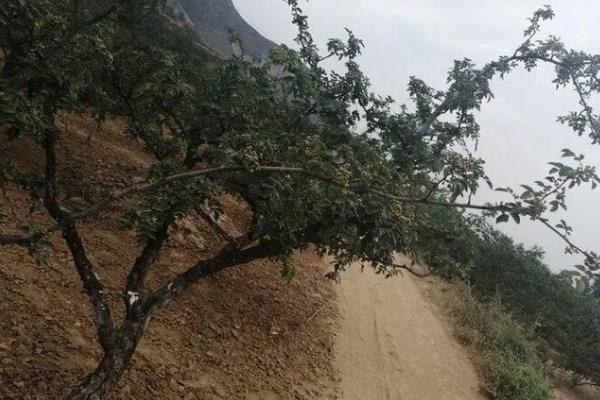 怎么种植花椒树，种子需经过晾晒、浸泡后才能播种