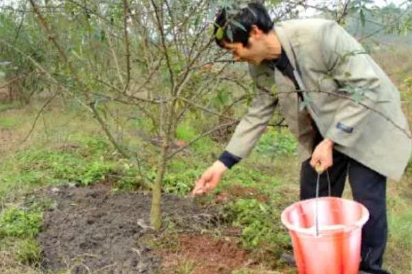 怎么种植花椒树，种子需经过晾晒、浸泡后才能播种