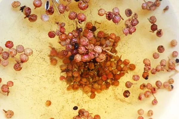怎么种植花椒树，种子需经过晾晒、浸泡后才能播种