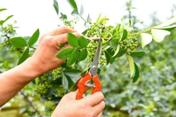 怎么种植花椒树，种子需经过晾晒、浸泡后才能播种