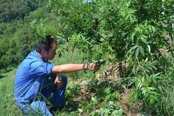 怎么种植花椒树，种子需经过晾晒、浸泡后才能播种