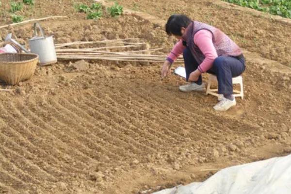 怎么种植花椒树，种子需经过晾晒、浸泡后才能播种