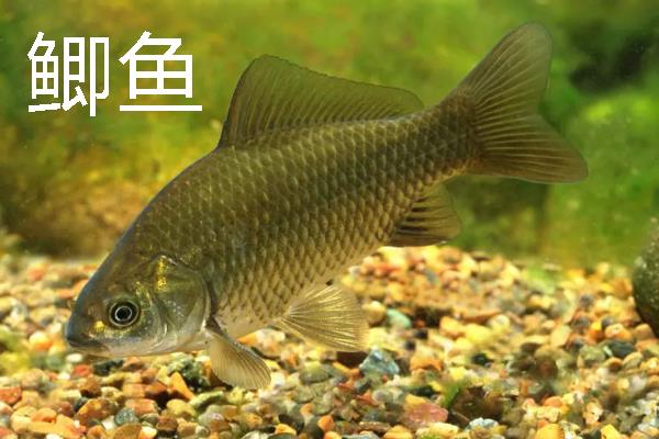 小黄饵的简介，属于香味型商品饵料