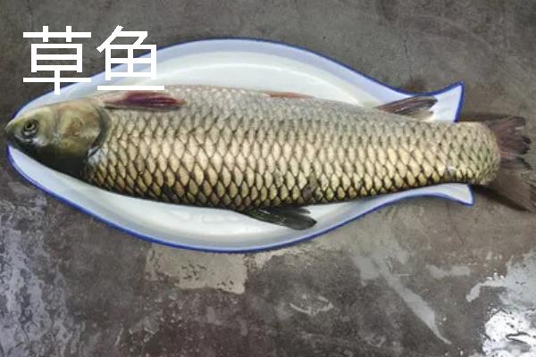 小黄饵的简介，属于香味型商品饵料