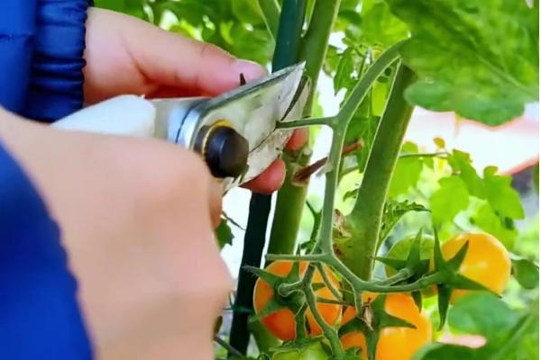 盆栽小西红柿的剪枝方法，剪疏密集的枝叶可让植株正常生长