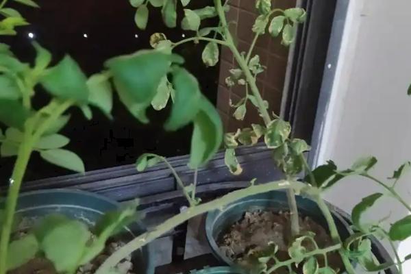 盆栽小西红柿的剪枝方法，剪疏密集的枝叶可让植株正常生长
