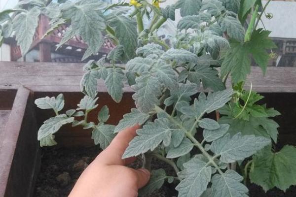 盆栽小西红柿的剪枝方法，剪疏密集的枝叶可让植株正常生长