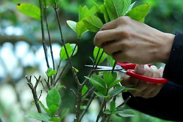 栀子花什么时候修剪，以5-7月份、12月份为宜