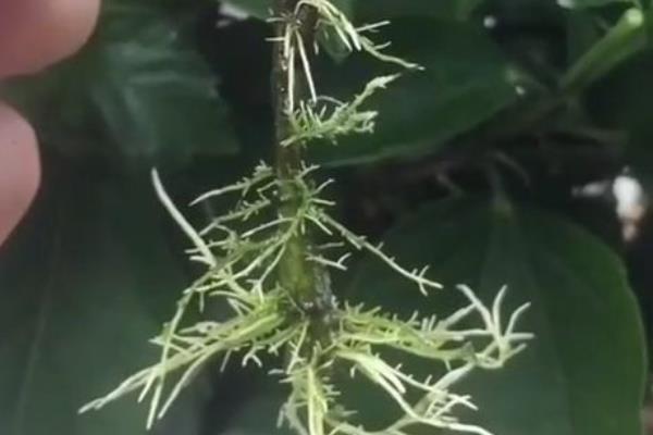 栀子花什么时候修剪，以5-7月份、12月份为宜